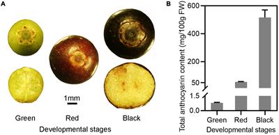 Identification of a Strong Anthocyanin Activator, VbMYBA, From Berries of Vaccinium bracteatum Thunb.